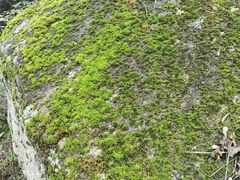 -云岫谷游猎自然风景区