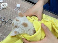 -荔康动物医院(康王北路店)