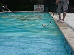 -汪说喵讲宠物乐园宠物酒店(红星美凯龙店)