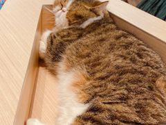 -瞄一喵猫咖(格力海岸店)