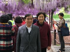 -嘉定紫藤园