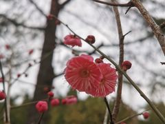 -瀛洲公园
