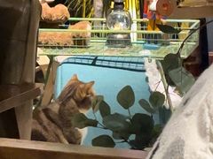 -咖法森林·咖啡  酒吧(天河店)