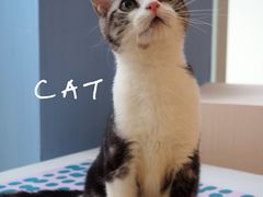 -米宠家·撸猫猫咖小萌宠·猫咪洗澡·猫咪寄养(高新大都荟店)