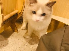 -飞行喵MR PILOT|猫舍·猫咖(静安大融城店)