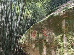 -铁山坪森林公园