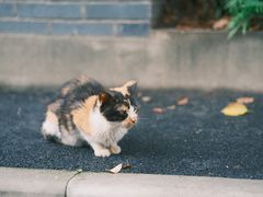 -颐和路民国时期公馆-风貌区