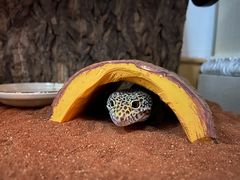 -酷以爬仙阁实体爬宠店·守宫·蜥蜴·专业繁育