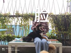 -柴犬高等学院·狗咖·柴犬售卖·宠物训练