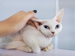 -喵的天空名猫咖啡馆·撸猫·猫舍·用品