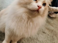 -瞄一喵猫咖(格力海岸店)