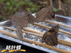 -野象谷景区