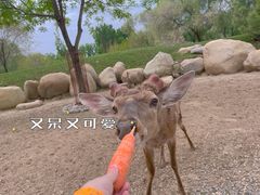 -北京野生动物园