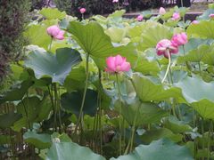 -四川大学(华西校区)