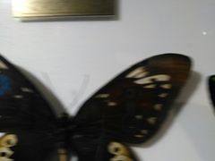 -上海昆虫博物馆