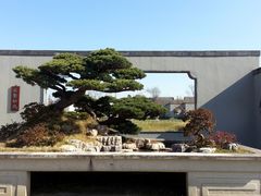 -盆景园(扬州大运河文化旅游度假区)