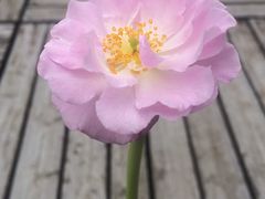 -太湖湖滨国家湿地公园-停车场
