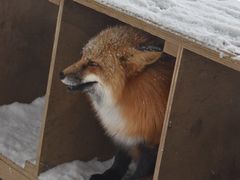 -宫城藏王狐狸村