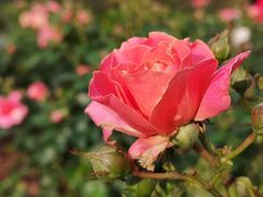 -人民公园(罗湖区)