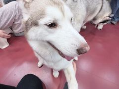 -和它·交个朋友·狗咖猫咖(爱琴海店)
