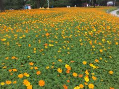 花-大宁灵石公园西门票处