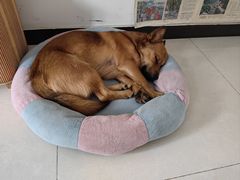 -宠福鑫康馨动物医院·骨科·眼科