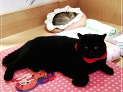 -滚猫咖啡·猫咖·猫友好撸猫(未来城店)