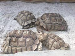 -大连森林动物园