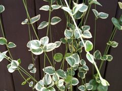 -上海佘山国家森林公园西佘山园