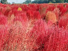 -汉长安城未央宫国家考古遗址公园