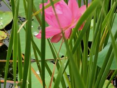 -羊亭河湿地公园