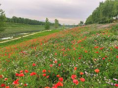 -洨河生态公园