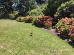 -墨尔本皇家植物园