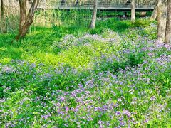 -西湖风景区-江洋畈生态公园