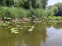 -微山湖红荷湿地景区