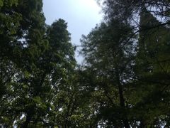 -上海滨江森林公园