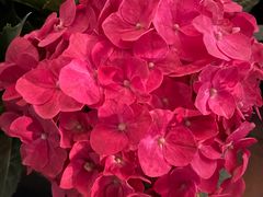 -徐记海鲜(南油永新汇店)