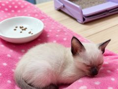 -欣宠猫屋·矮脚拿破仑·蓝金金渐层