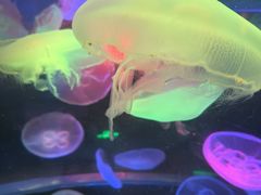 -太平洋海底世界