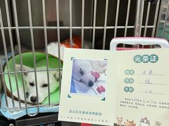 -睿金宠物医院·CT·肿瘤·骨外科