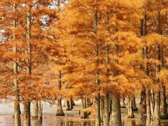 -白鹭湾湿地公园