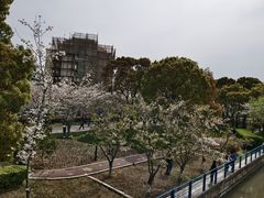 -高东镇樱花园