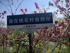 -南汇桃花村