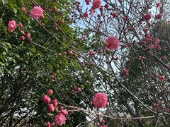 -桃花岛景观公园