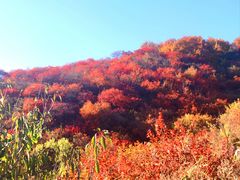 -北京西山国家森林公园