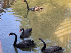 -泉州海丝野生动物世界