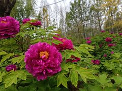 -洛阳市隋唐城遗址植物园