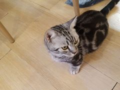 -猫咪派对(江南西店)
