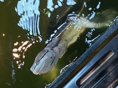 -酷以爬仙阁实体爬宠店·守宫·蜥蜴·专业繁育