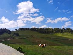 -关山草原